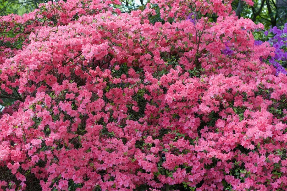 azalea plants provided by Spokane Greenscapes&#x27; planting services