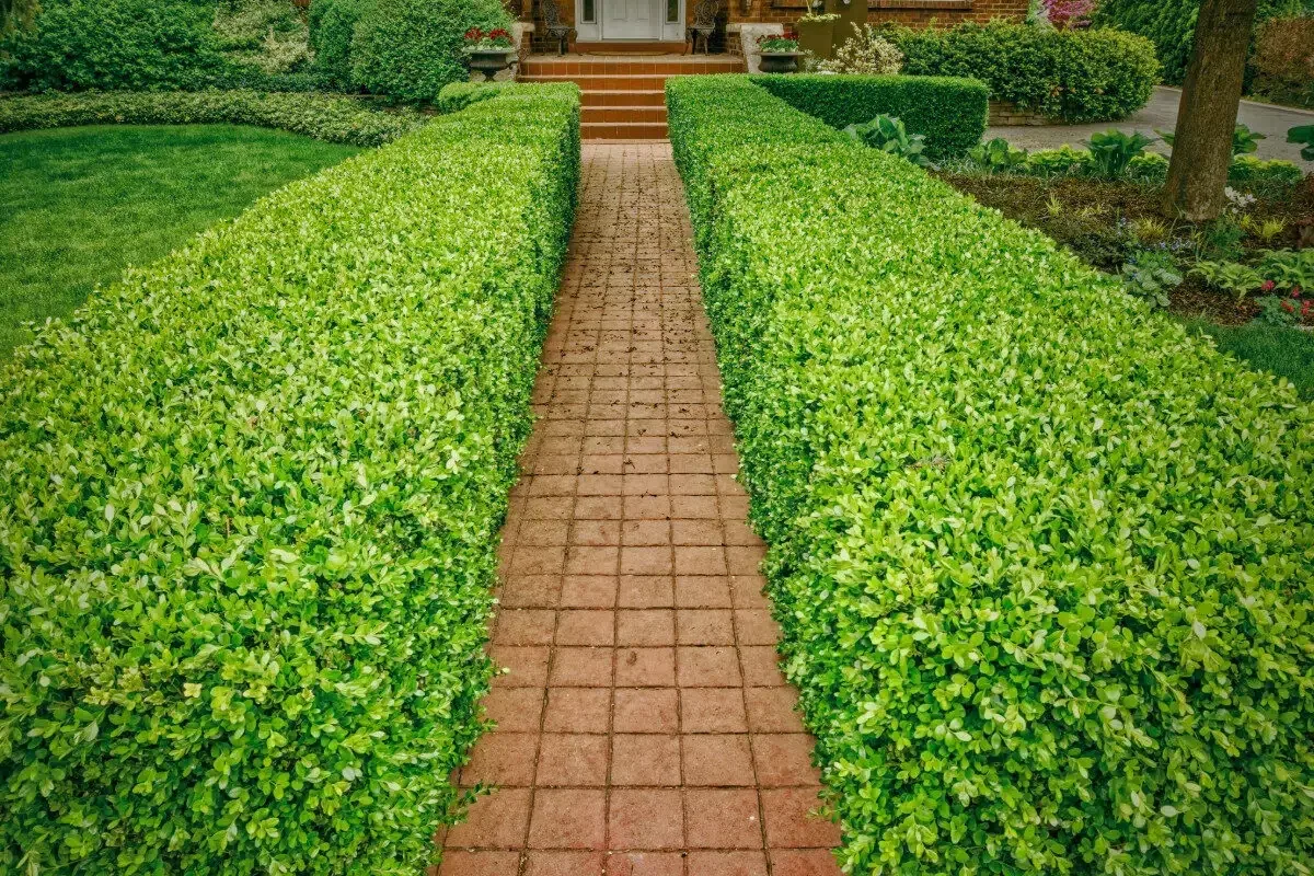 boxwood plants provided by Spokane Greenscapes&#x27; planting services