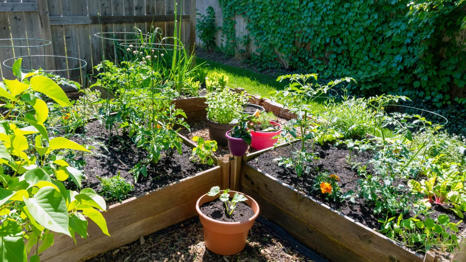 cedar vegetable boxes