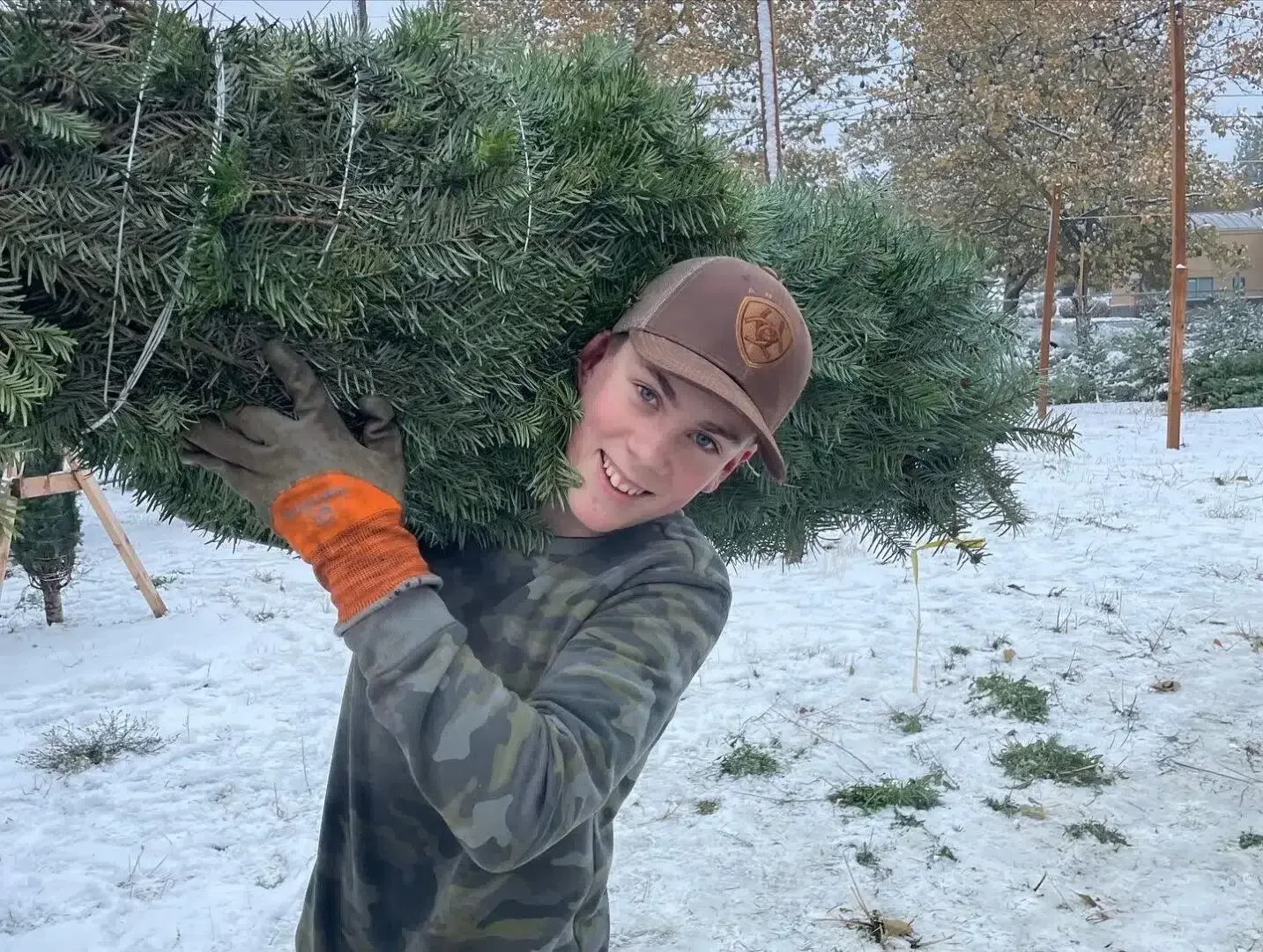 Christmas Trees By Spokane Greenscape Landscaping