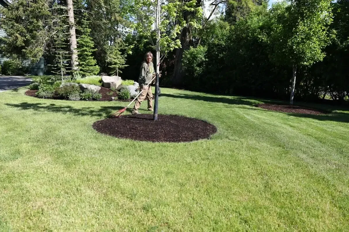 Expert planting services featuring freshly mulched and newly planted trees, creating a healthy landscape by Greenscape Landscaping.