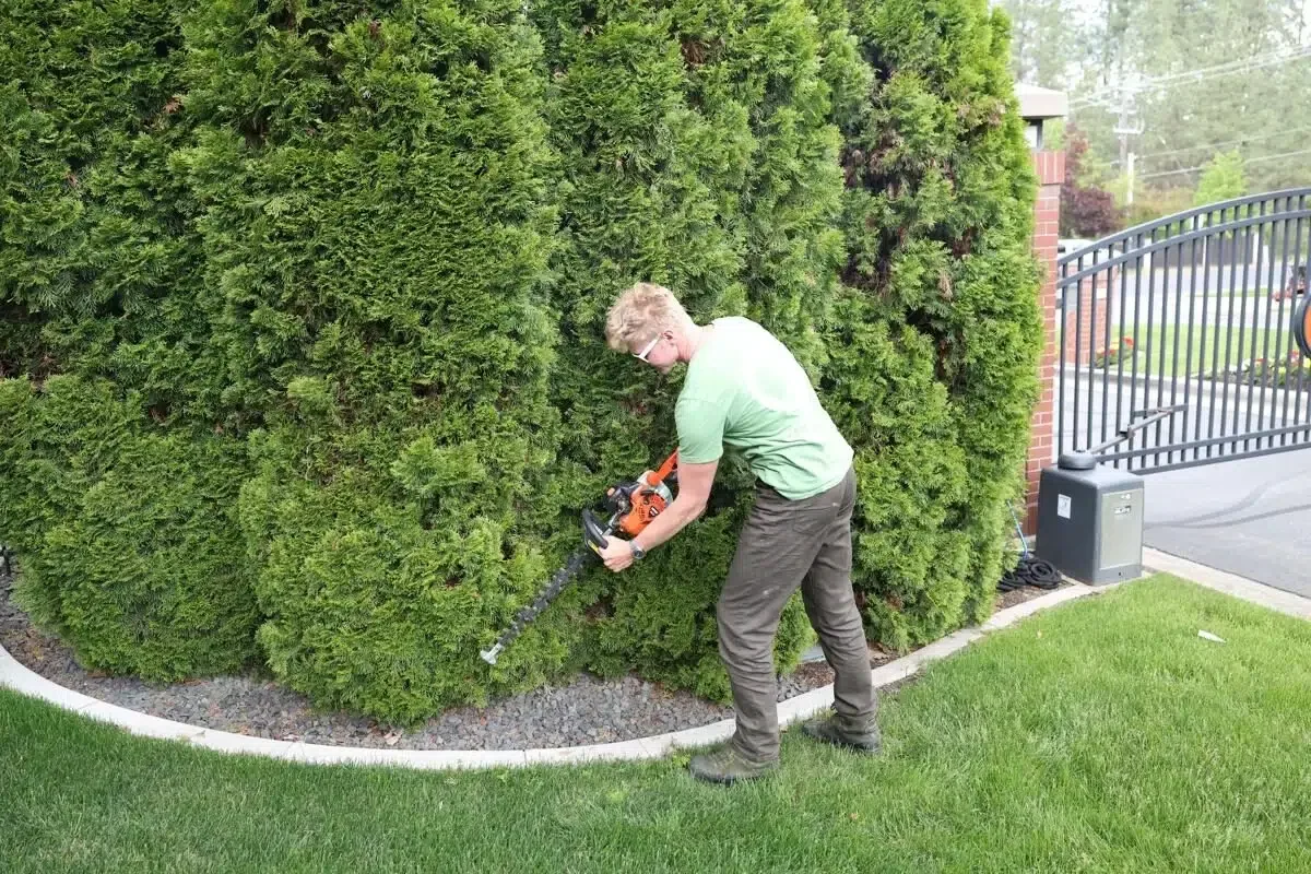 Expert shrub pruning performed by Greenscape Landscaping using power trimmers to sculpt thick hedges for optimal health and symmetry