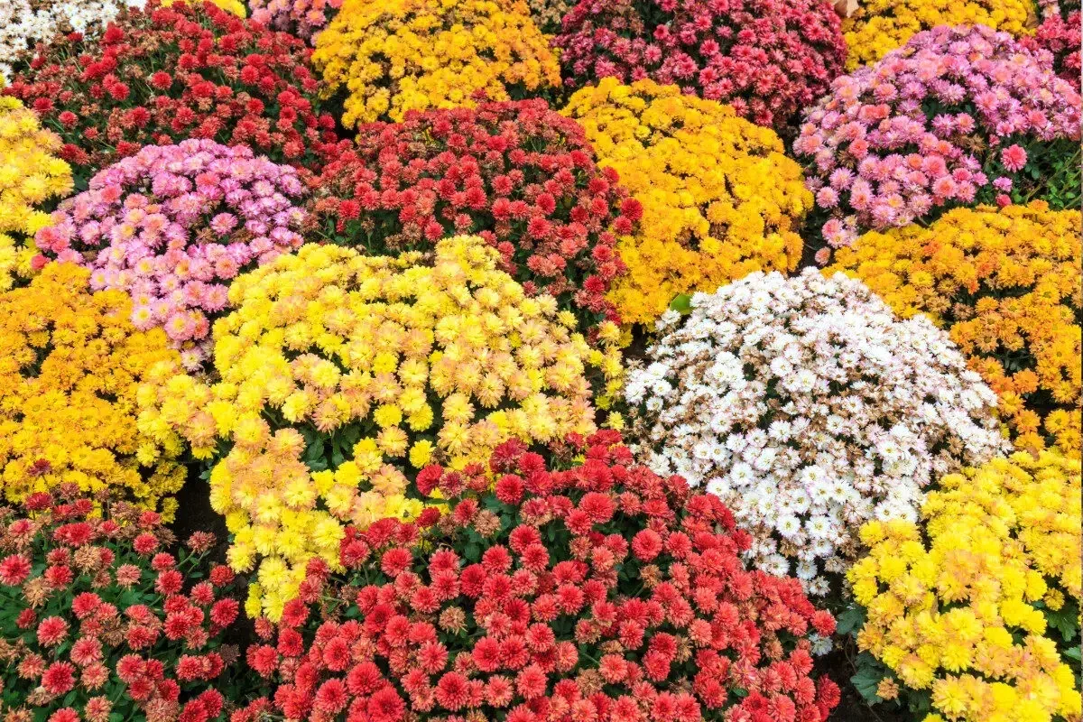 fall flower bed