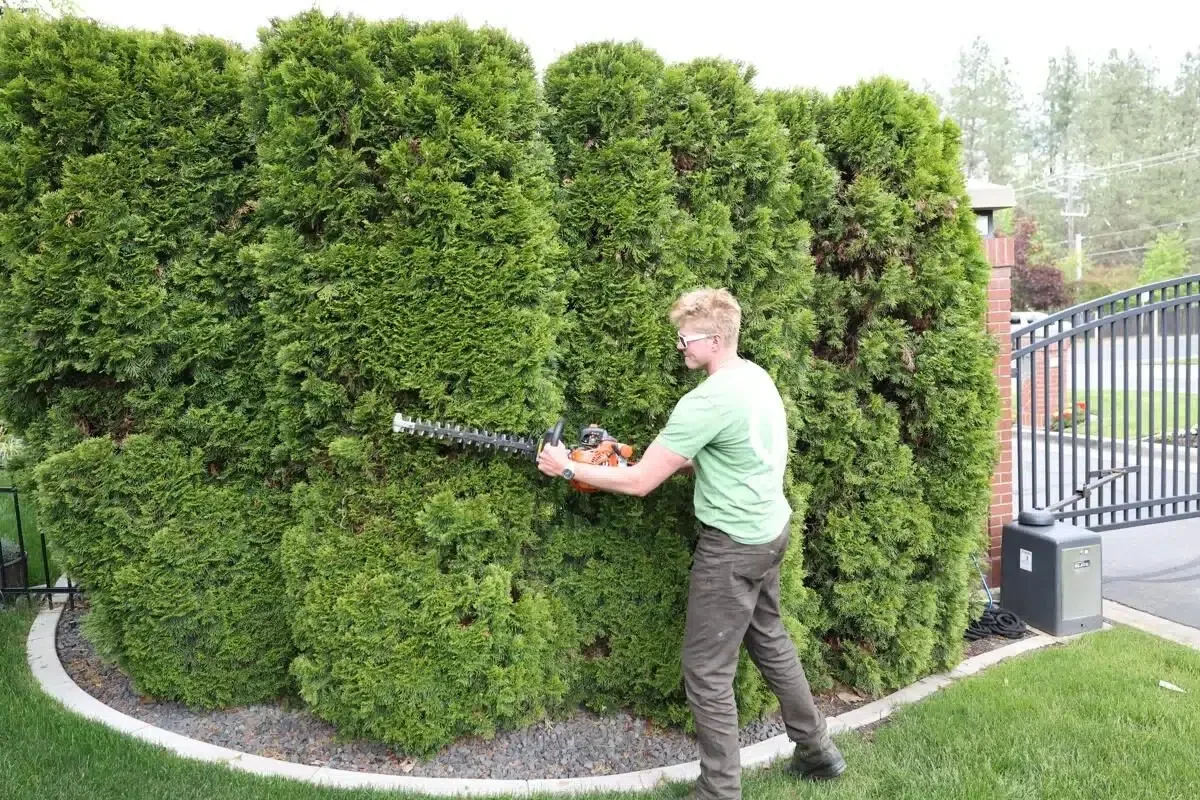 Greenscape Landscaping crew delivering expert shrub pruning to maintain clean, structured hedges along a property line.