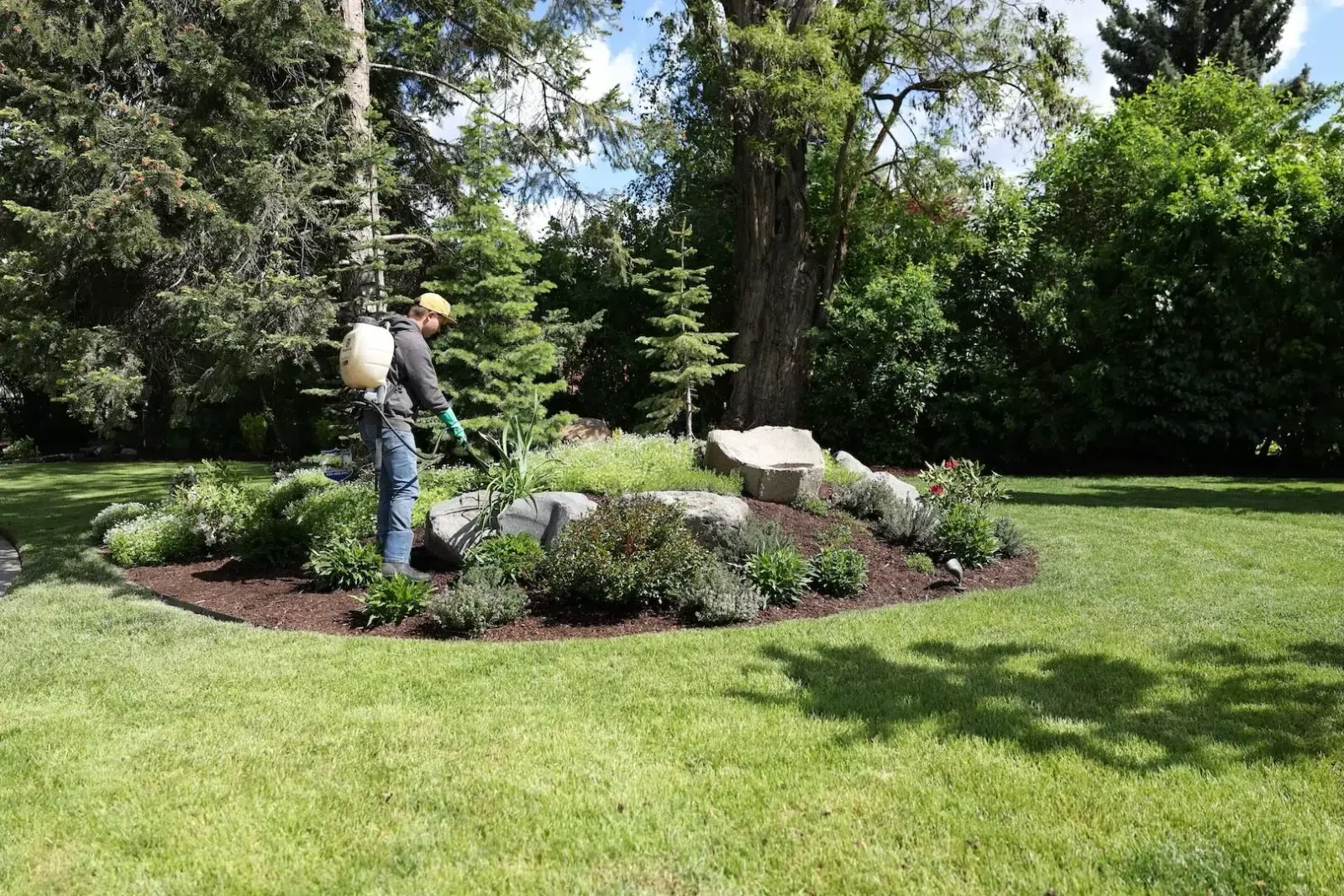 greenscape landscaping technician performing pre-emergent weed control to shrubs at a house in Spokane Washington