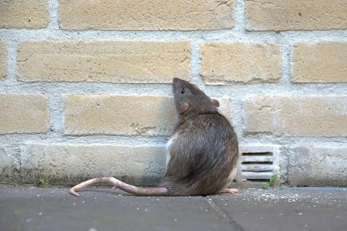 Greenscape offers rat control services
