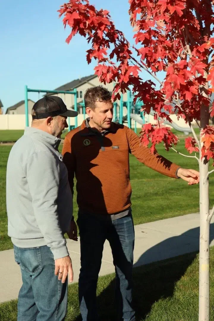 landscape design tree selection