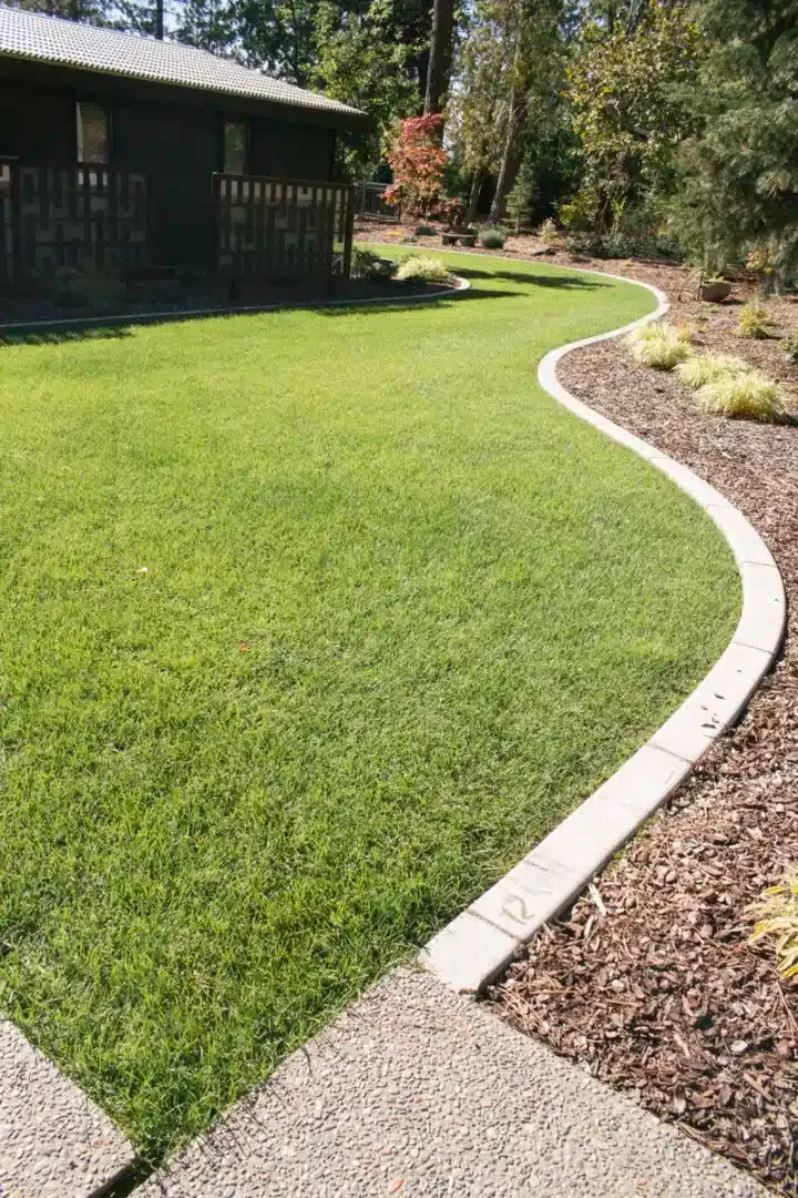Residential lawn after professional lawn overseeding and lawn aeration, showing healthy green grass and a clean curved walkway