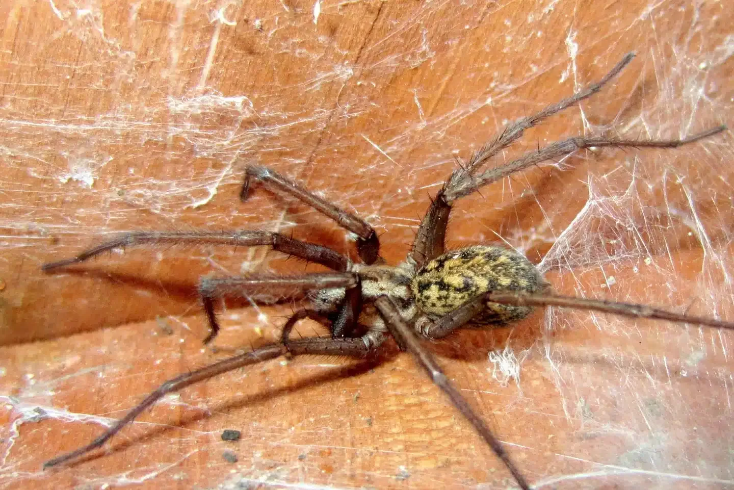 spiders are a problem in Spokane Washington