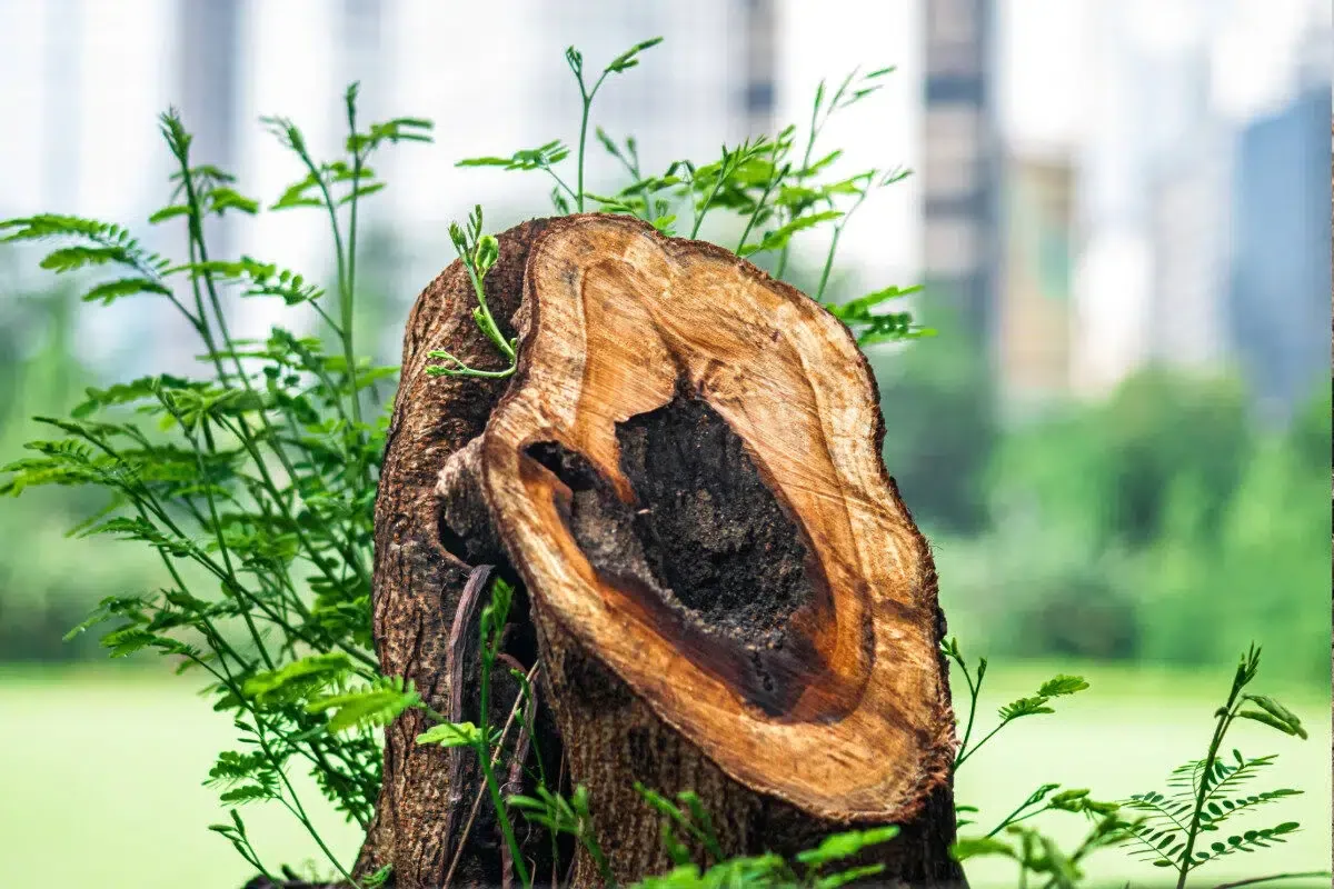 stump grinding (2)