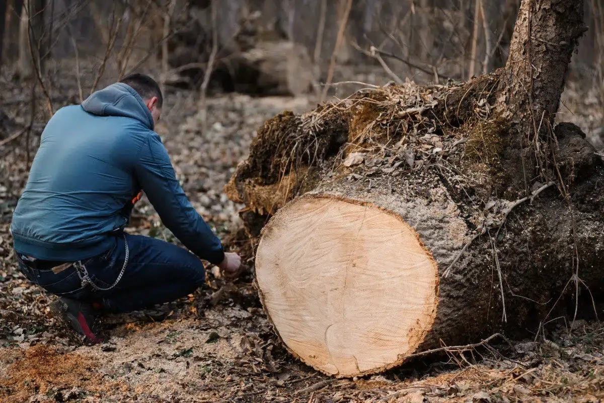 stump grinding (3)