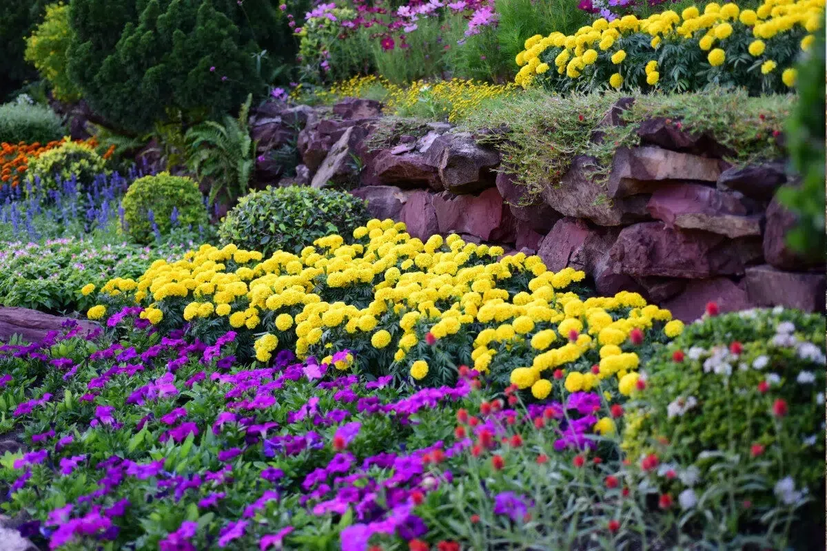 summer flower bed