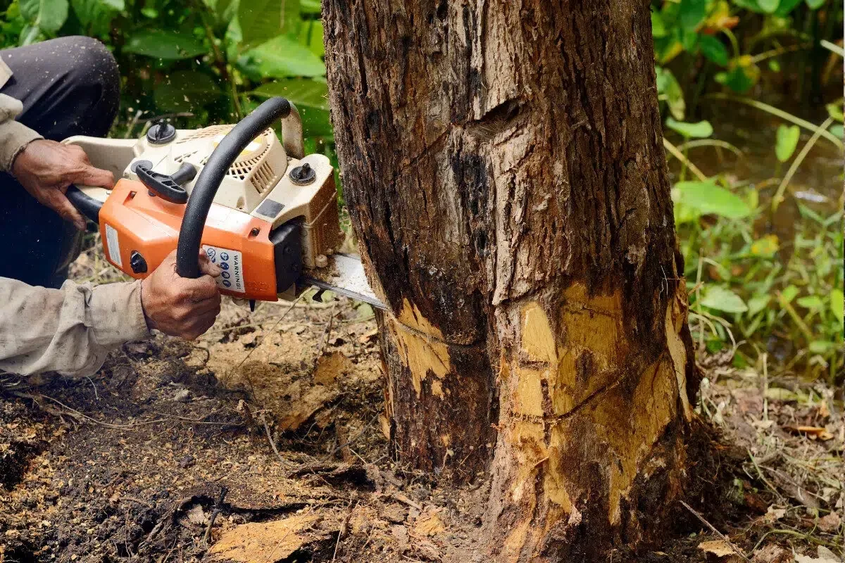 tree removal (1)