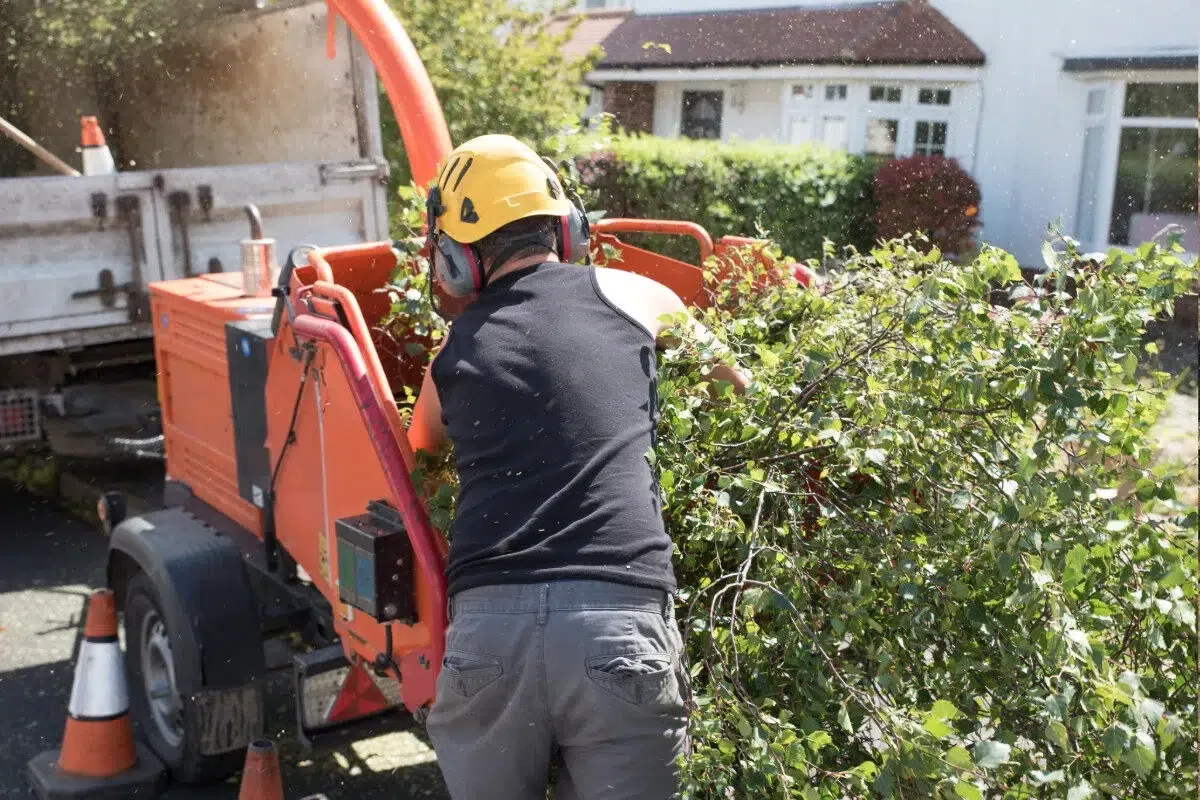 tree removal (2)