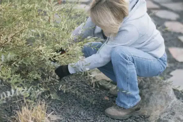 Yard Cleanup Services
