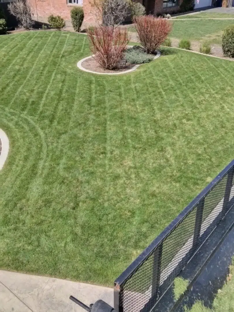 Freshly dethatched lawn showing improved grass health and tidy patterns after Greenscape Landscaping power raking service