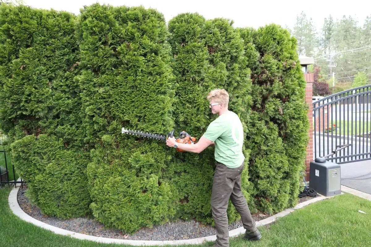Greenscape Landscaping crew delivering expert shrub pruning to maintain clean, structured hedges along a property line.