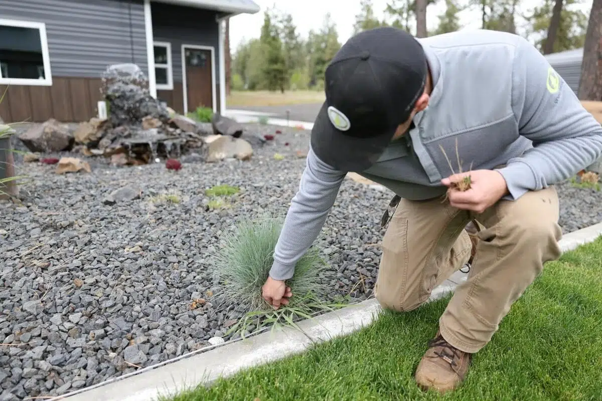 Professional planting services by Greenscape Landscaping, with precise placement of plants to enhance garden borders.