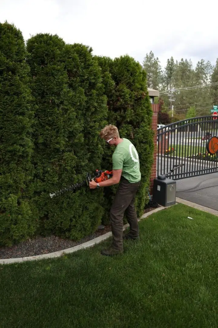 Professional shrub pruning in progress as a landscaper shapes privacy hedges, a core part of Greenscape’s full-service shrub care solutions
