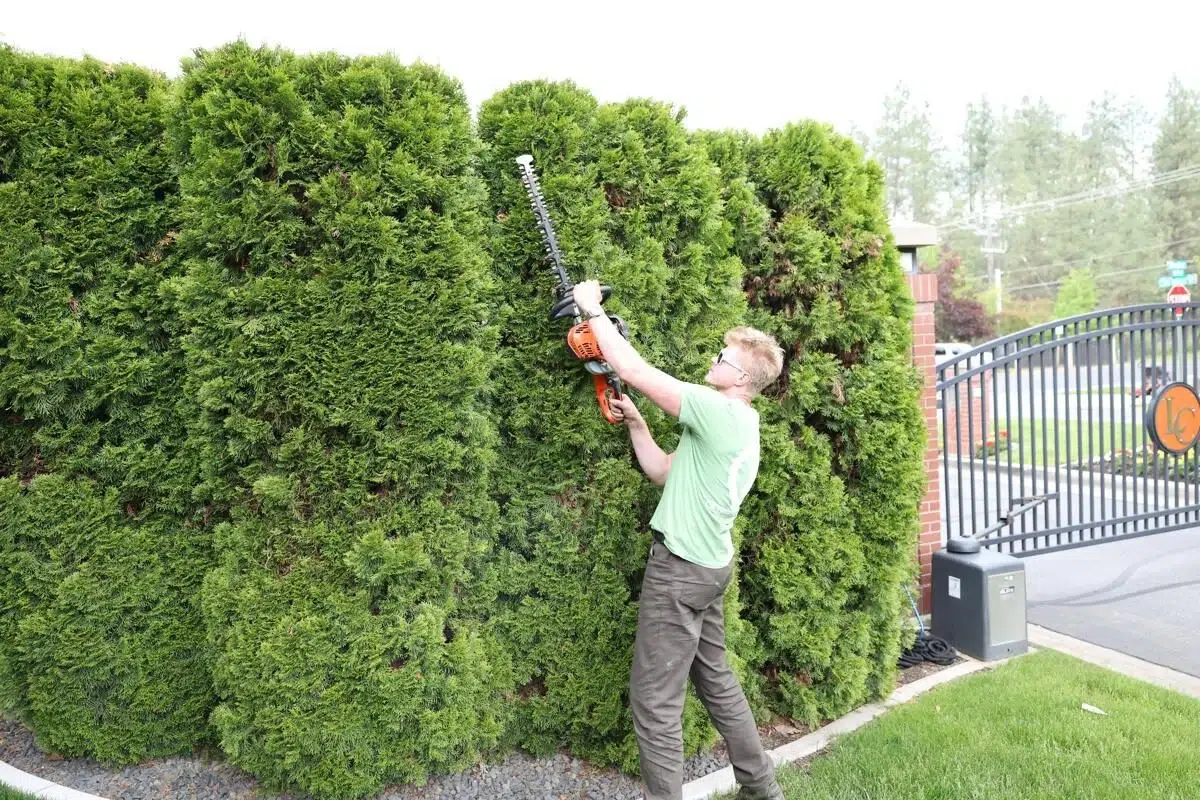 Shrub pruning specialist shapes tall evergreen hedges with precision tools, ensuring a neat and uniform appearance for residential landscapes