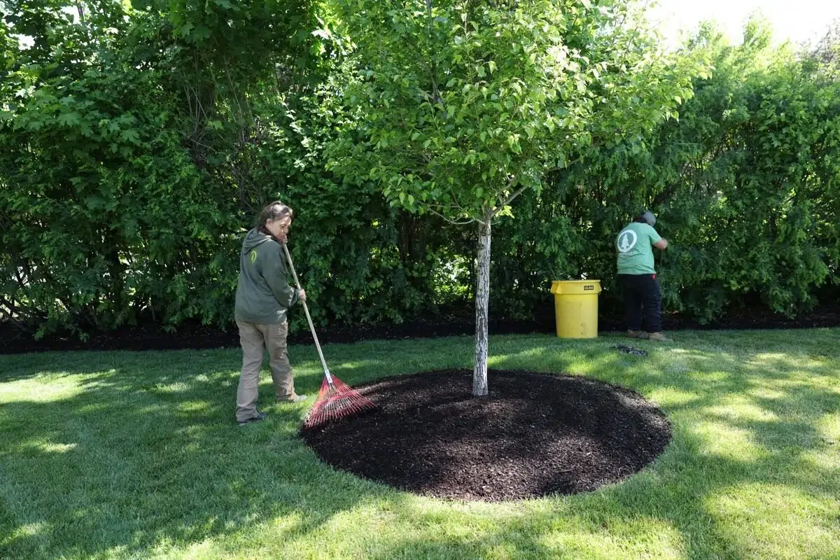 Spring yard cleanup crew from Greenscape Landscaping mulching around trees for improved health and aesthetics.