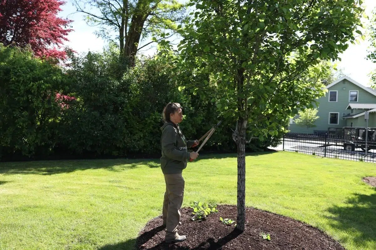 Tree care services provided by Greenscape Landscaping include pruning lower branches to promote safe growth and enhance curb appeal.