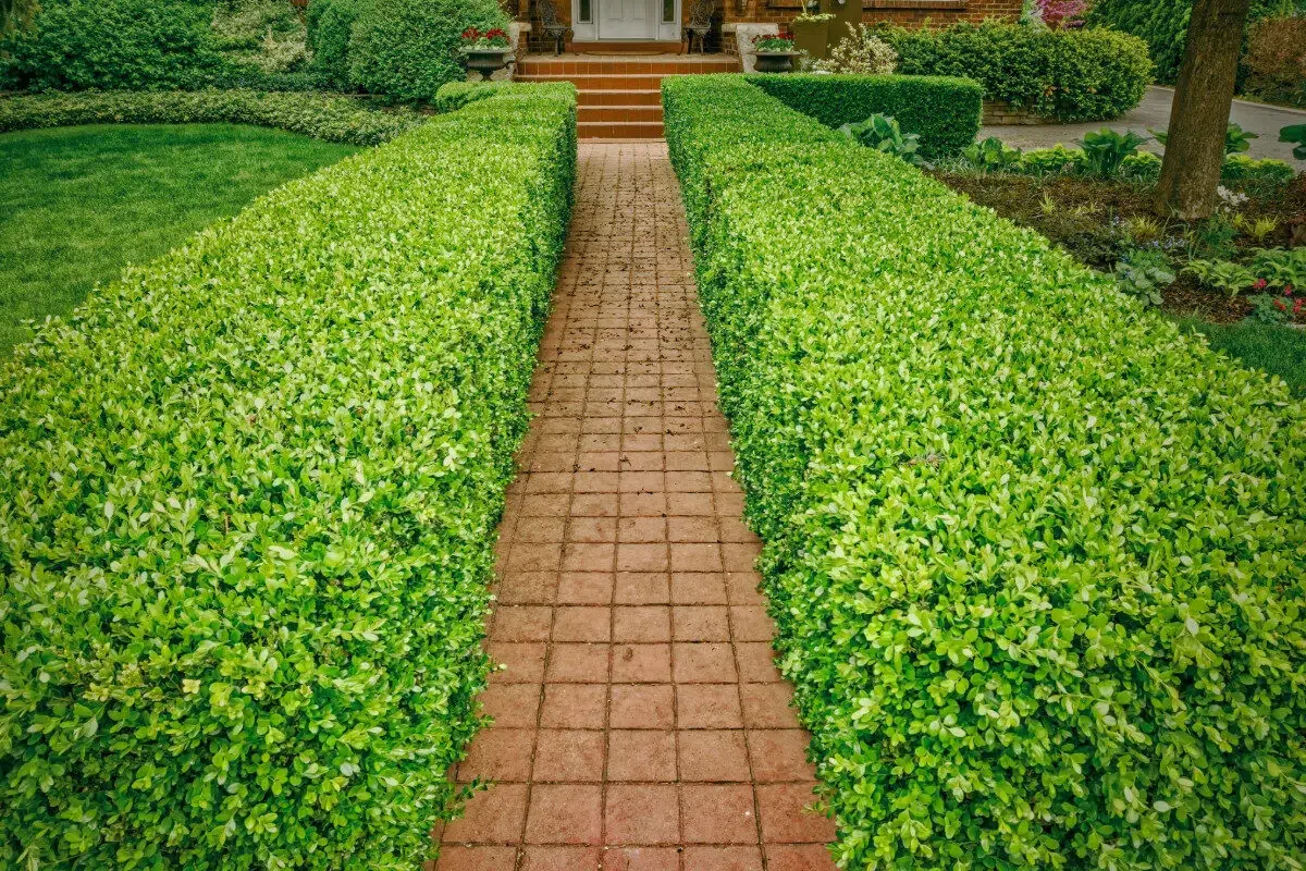 boxwood plants provided by Spokane Greenscapes' planting services