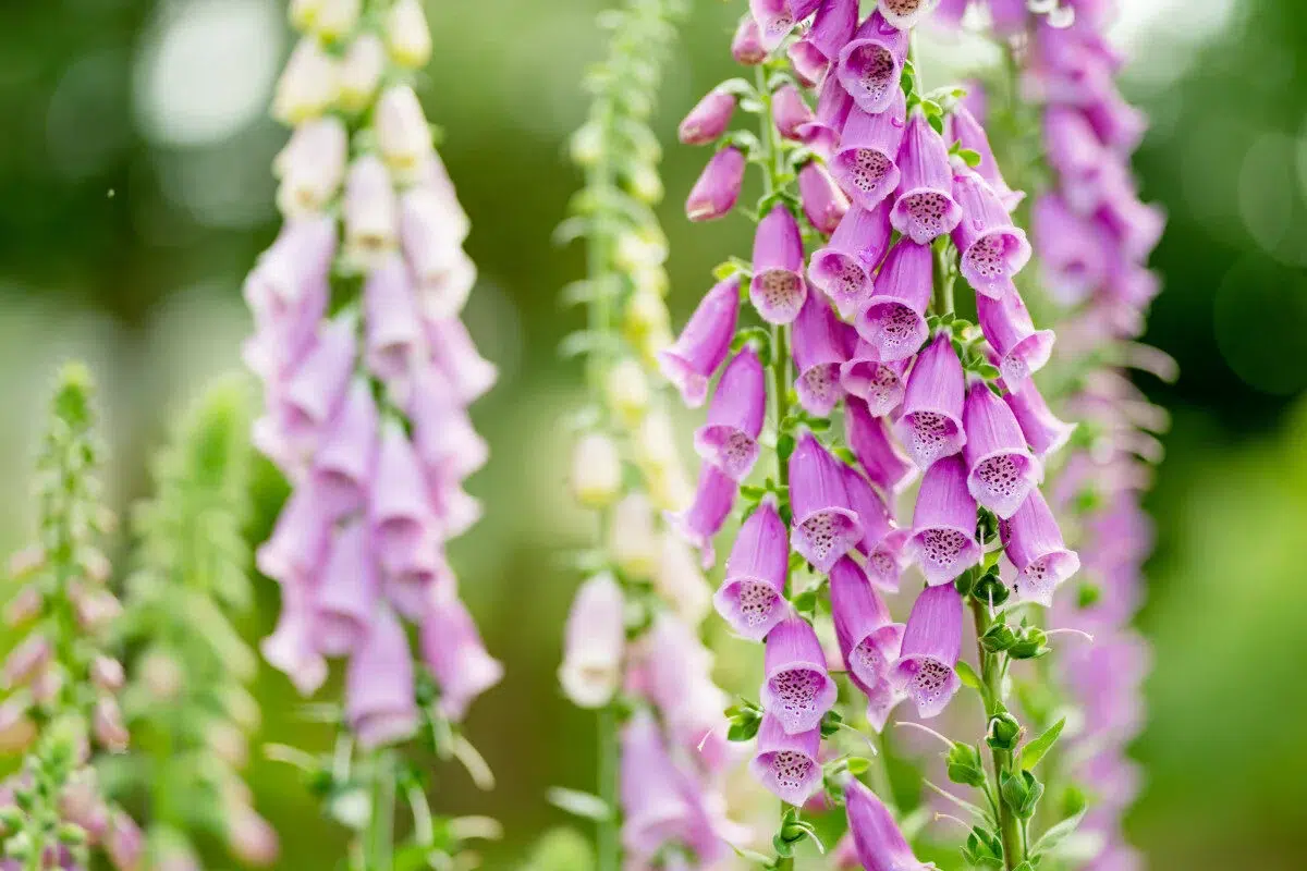 foxglove plants provided by Spokane Greenscapes' planting services