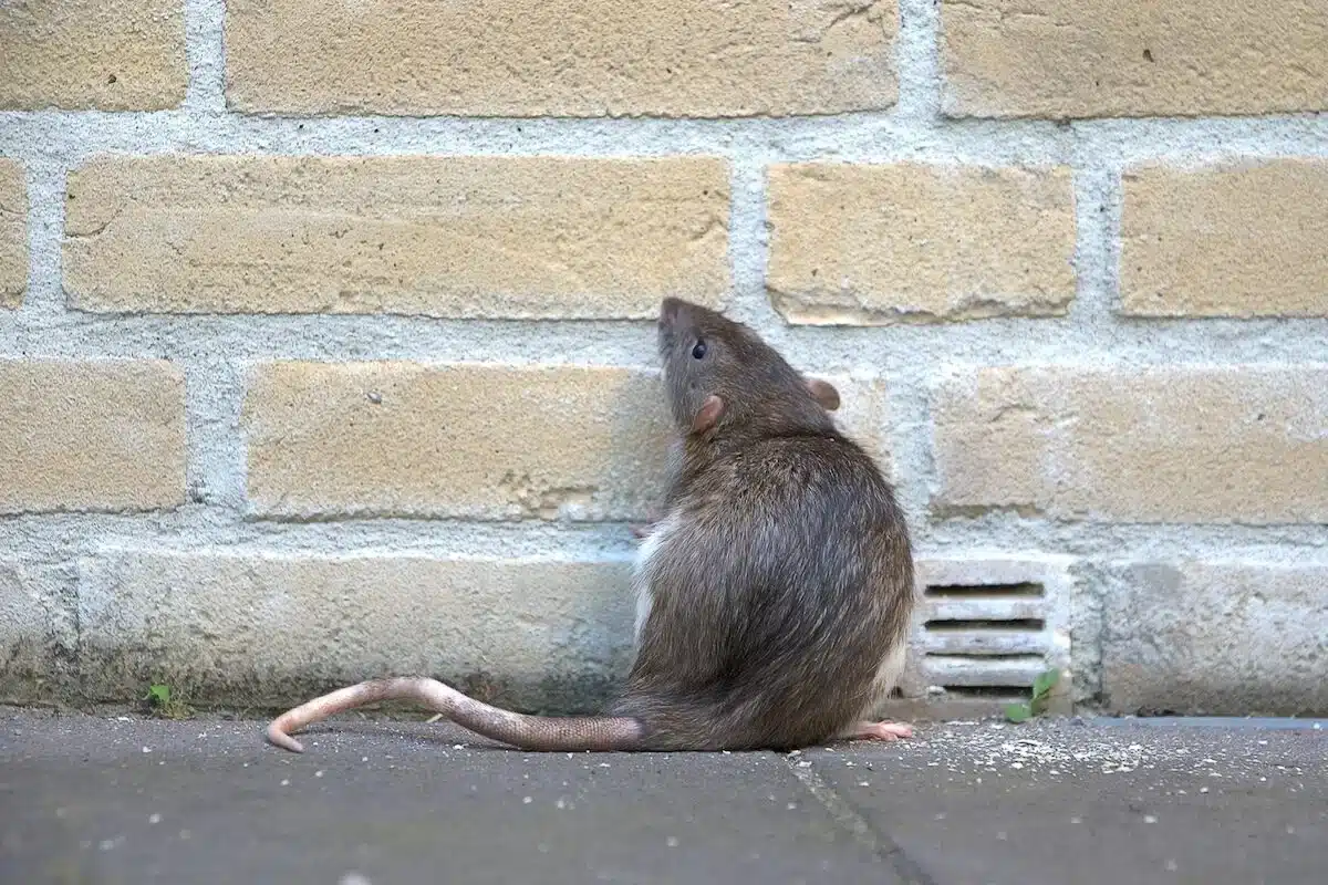 Greenscape offers rat control services