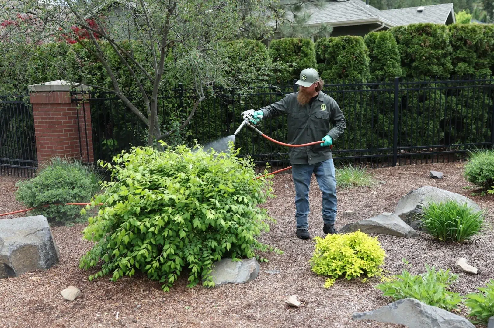 Greenscape tech spraying trees and shrubs with insect control