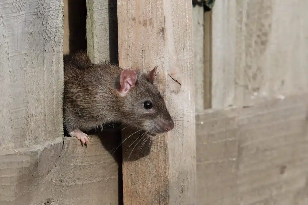 This mouse was caught at a house in Spokane Washington