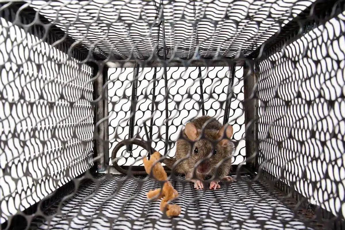 rodent control cage