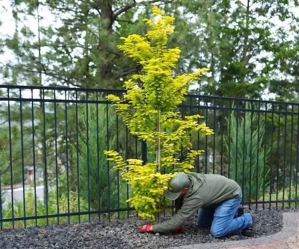 tree planting and installation