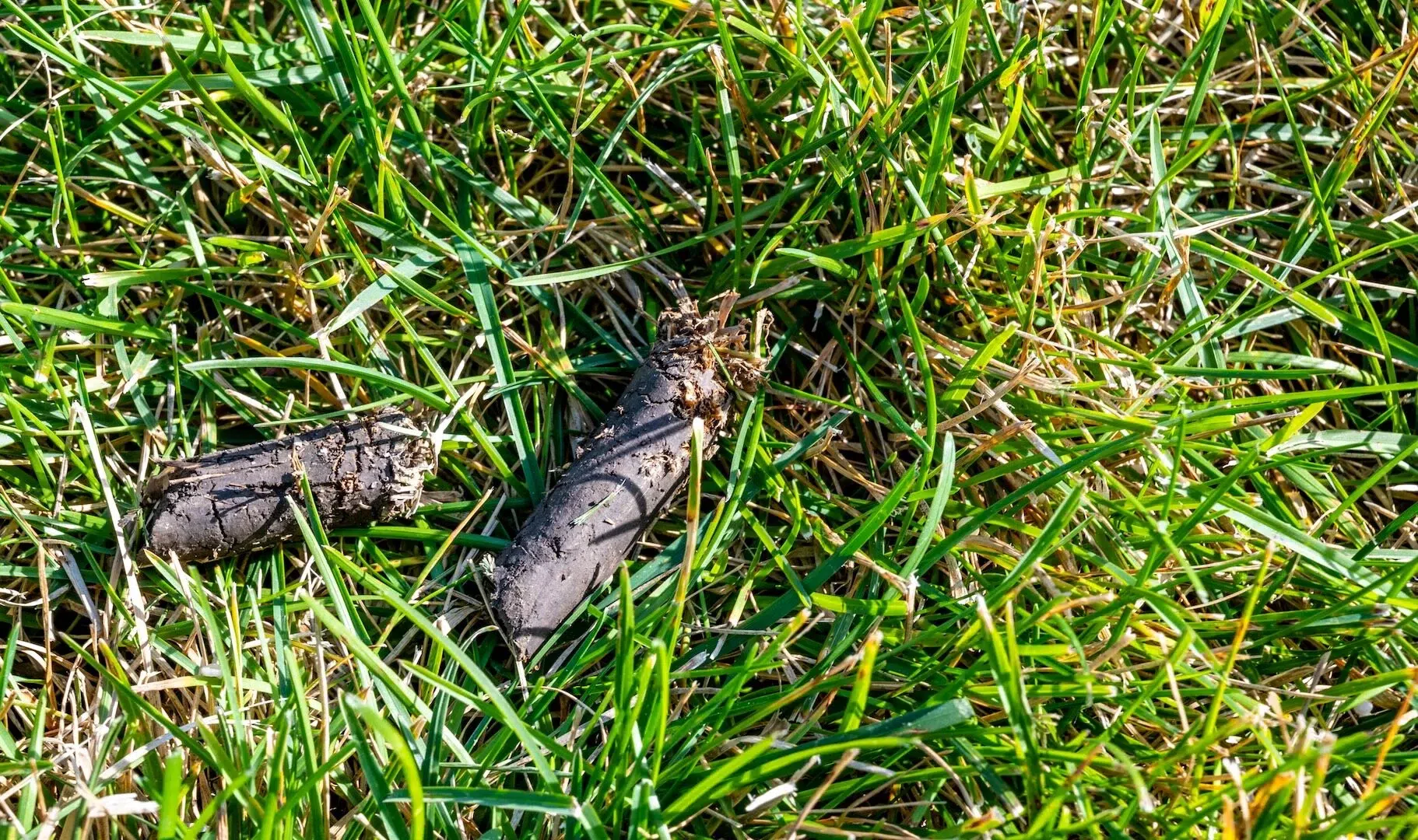 core aerating your lawn pulls plugs like these out of the ground