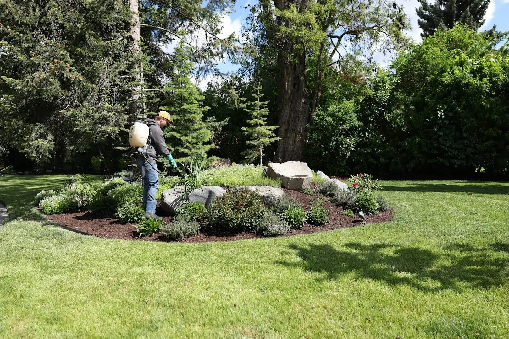 greenscape landscaping technician performing pre-emergent weed control to shrubs at a house in Spokane Washington