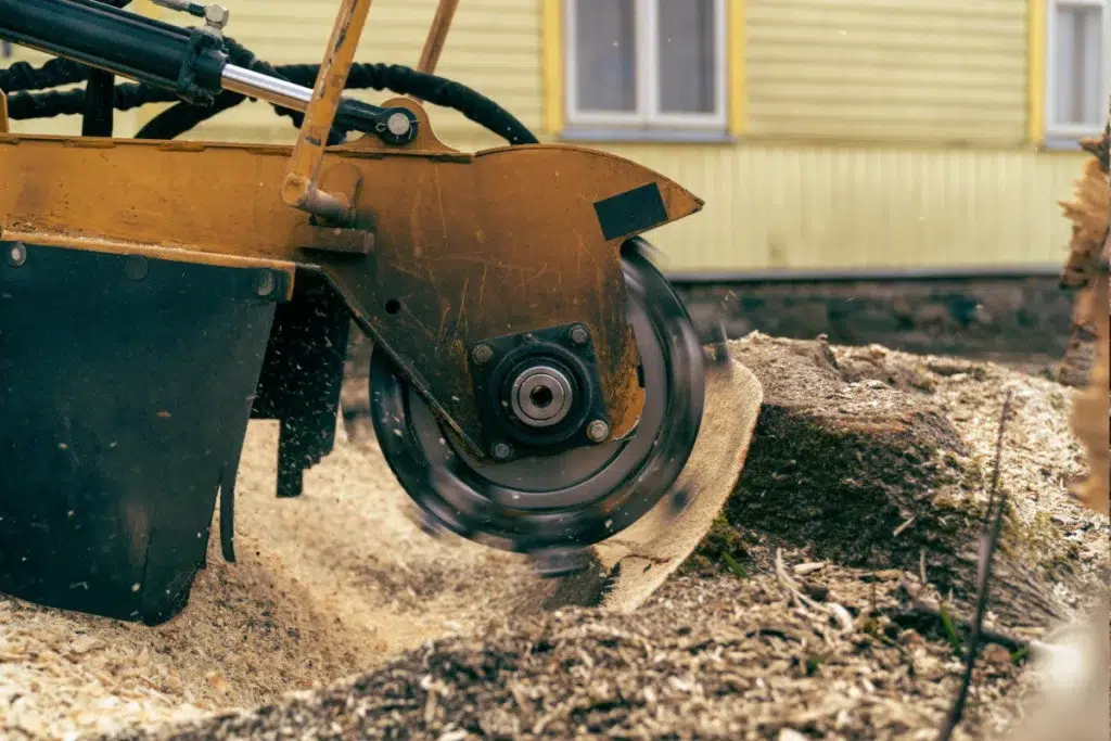 stump grinding (1)