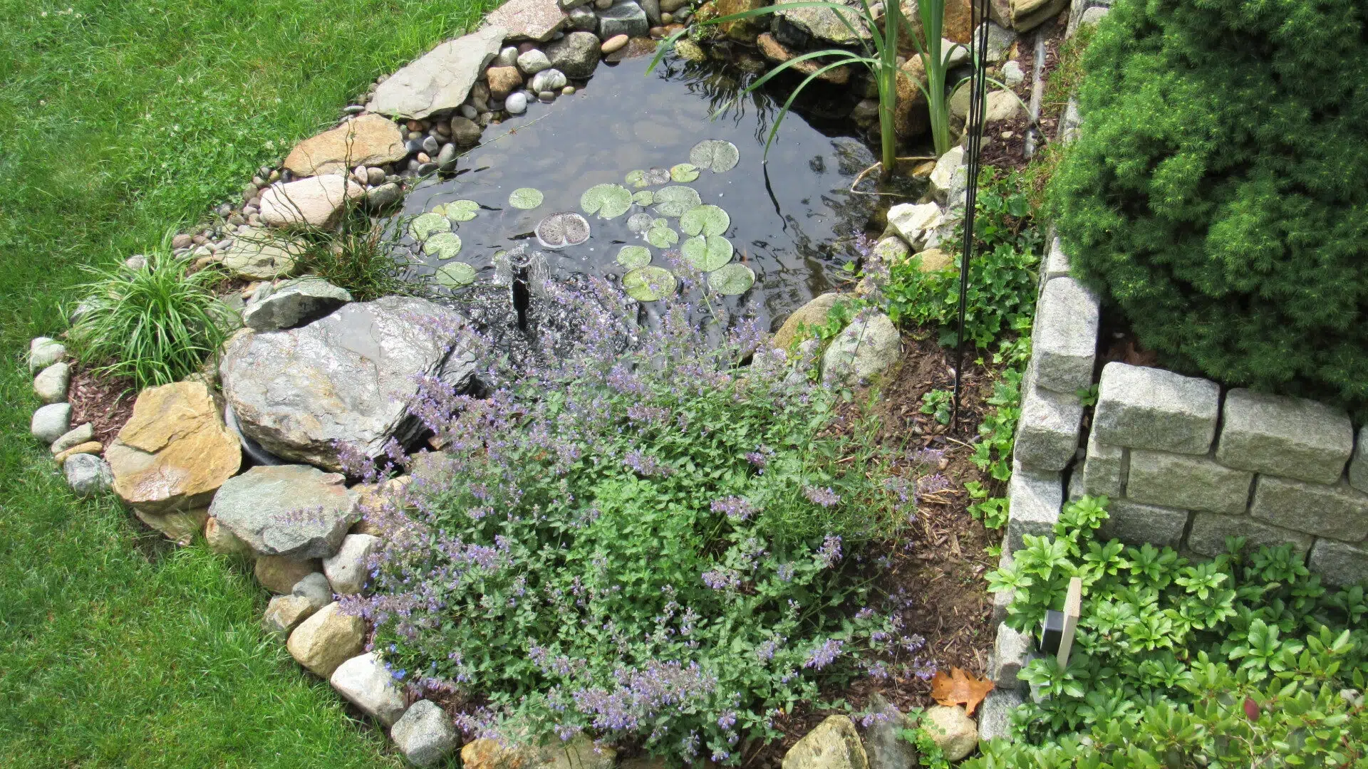 backyard pond