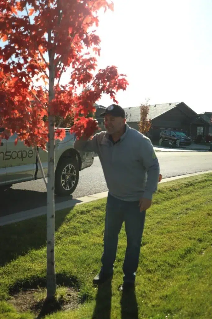 inspecting a maple tree