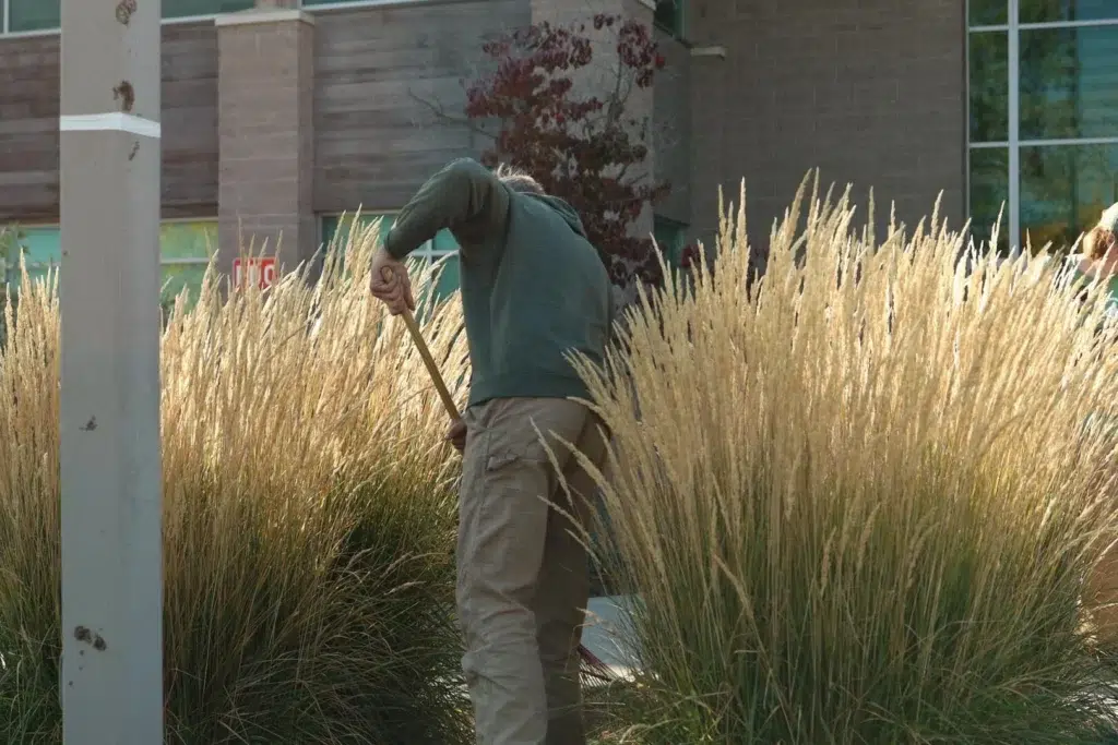 shrub maintenance