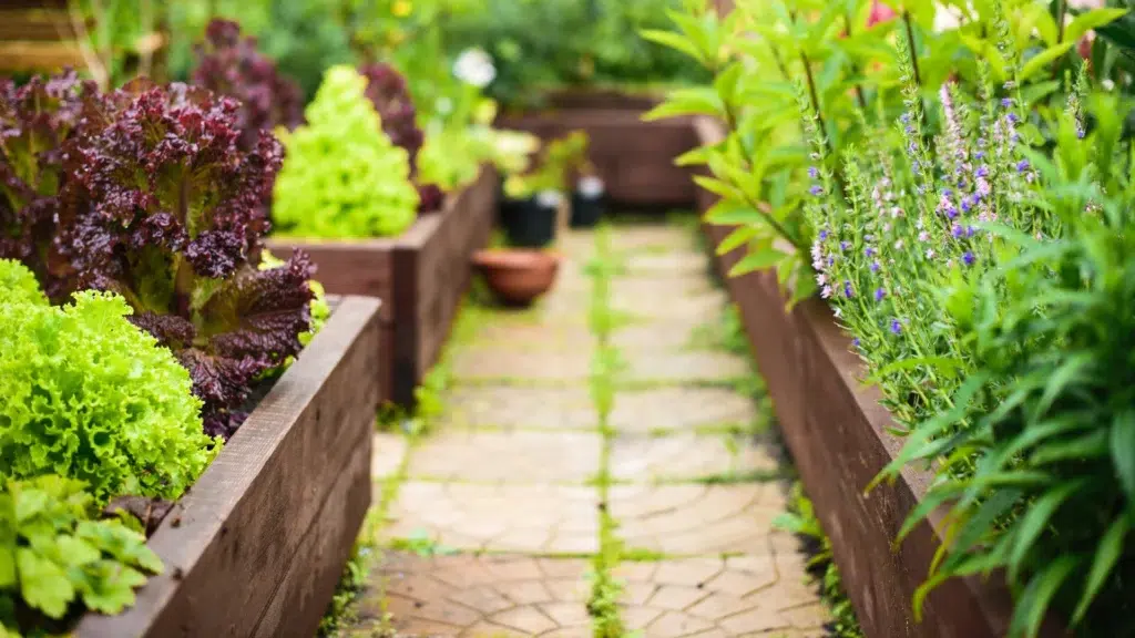 vegetable boxes along a paved garden path