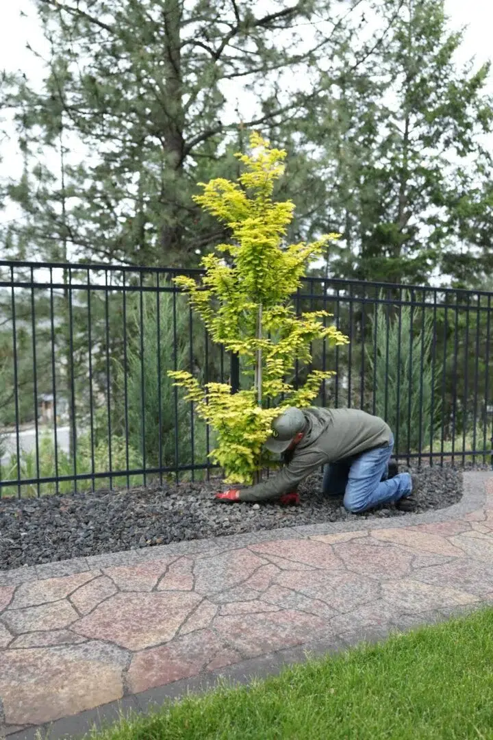 tree care spokane greenscape